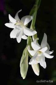 augmented_Polianthes tuberosa flower3_rotated_180.jpeg